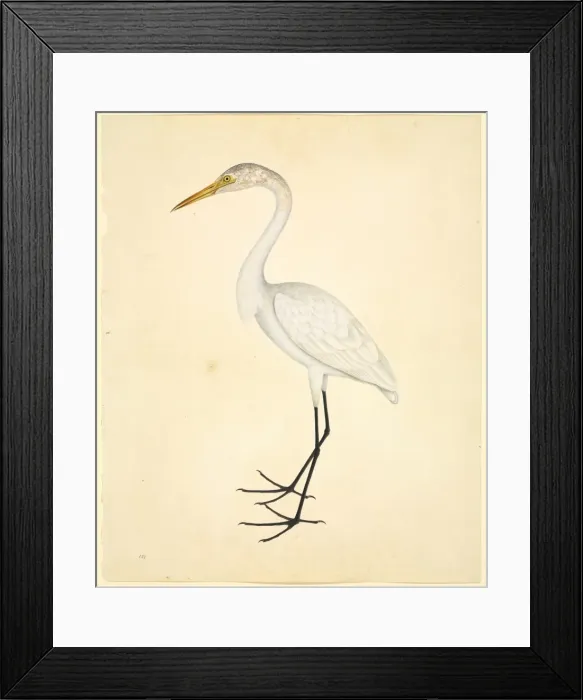 Framed Print : Ardea alba, great egret Framed Print : Ardea alba, great egret
