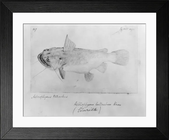 Framed Print : Asterophysus batrachus, ogre catfish Framed Print : Asterophysus batrachus, ogre catfish