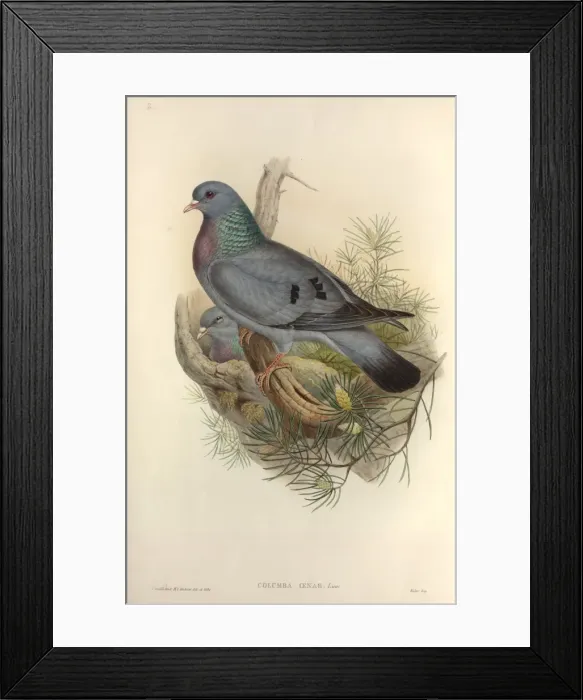 Framed Print : Columba oenas, stock dove Framed Print : Columba oenas, stock dove