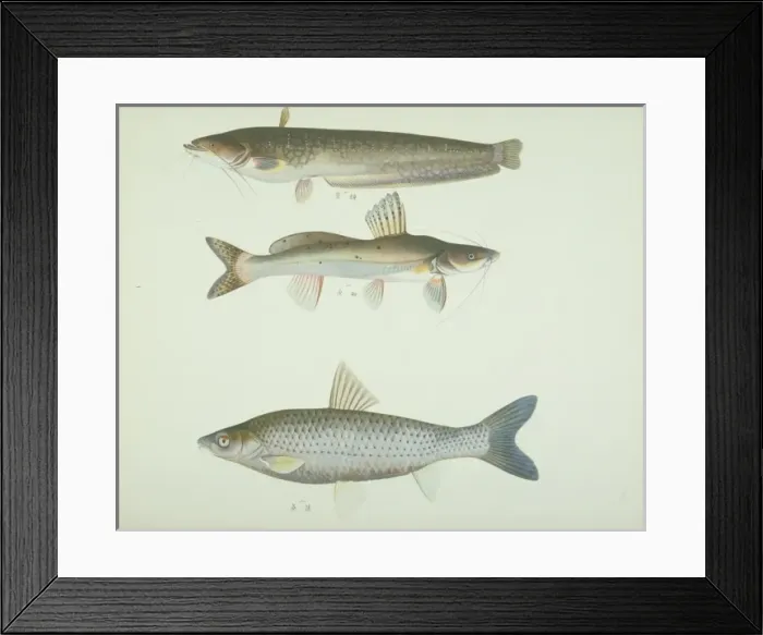 Framed Print : LS Plate 163 from the John Reeves Collection Framed Print : LS Plate 163 from the John Reeves Collection
