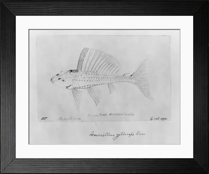 Framed Print : Pterygolichthys gibbiceps, sailfin pleco Framed Print : Pterygolichthys gibbiceps, sailfin pleco