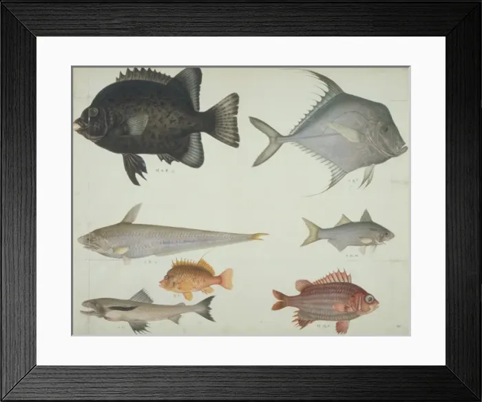 Framed Print : LS Plate 115 from the John Reeves Collection Framed Print : LS Plate 115 from the John Reeves Collection