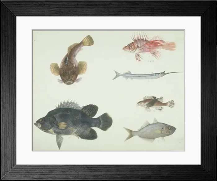 Framed Print : LS Plate 152 from the John Reeves Collection