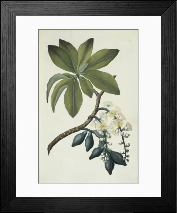 Framed Print : Opercularia aspera, common stink weed Framed Print : Opercularia aspera, common stink weed