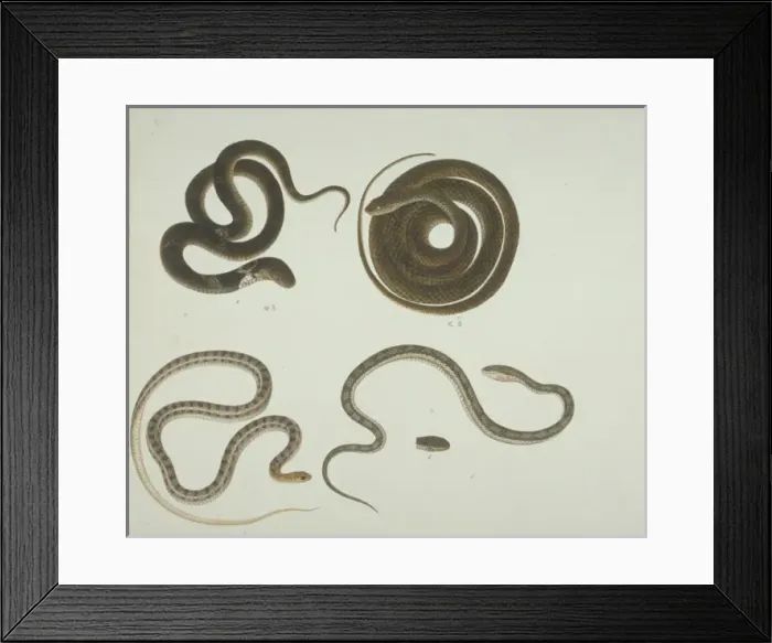 Framed Print : LS Plate 104 from the John Reeves Collection (Zoology) Framed Print : LS Plate 104 from the John Reeves Collection (Zoology)