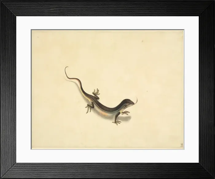 Framed Print : Plate 99 from the John Reeves Collection (Zoology) Framed Print : Plate 99 from the John Reeves Collection (Zoology)