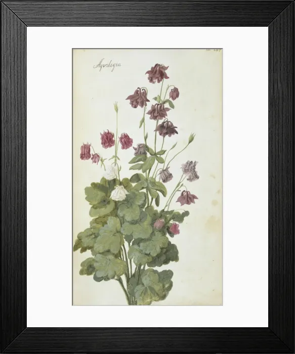 Framed Print : Aquilegia. Page 247 (248) from Flora Exotica (1720) by Johann Gottfried Simula Framed Print : Aquilegia. Page 247 (248) from Flora Exotica (1720) by Johann Gottfried Simula