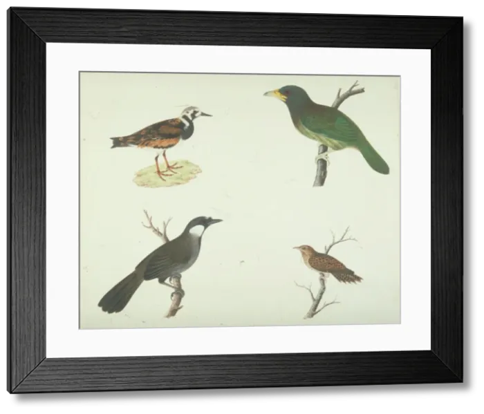 Framed Print : Arenaria interpres, ruddy turnstone and other birds Framed Print : Arenaria interpres, ruddy turnstone and other birds