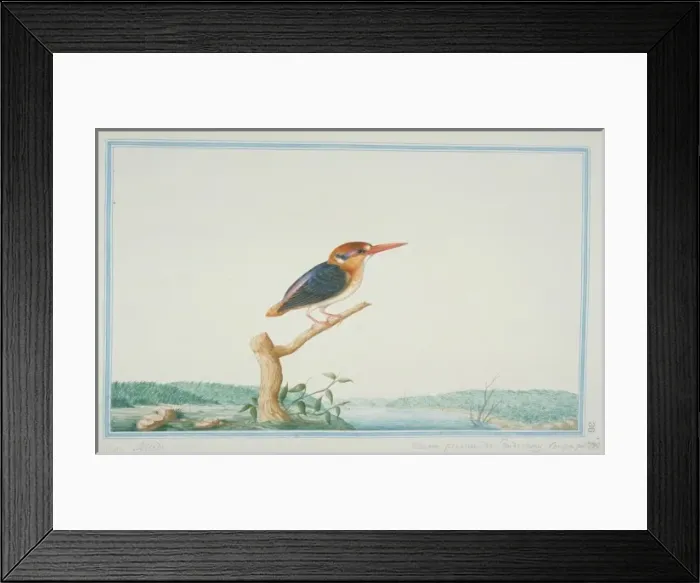 Framed Print : Ceyx erithaca, Oriental dwarf kingfisher Framed Print : Ceyx erithaca, Oriental dwarf kingfisher