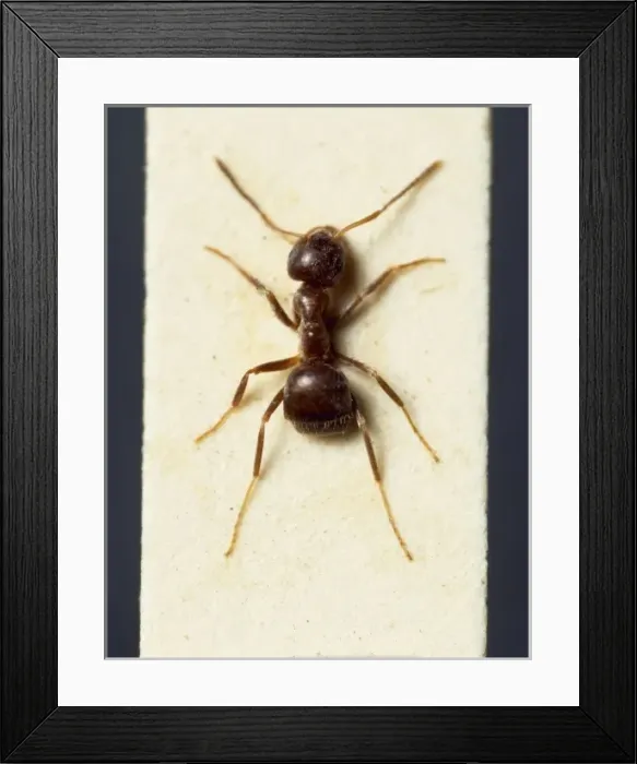 Framed Print : Lasius niger, black garden ant Framed Print : Lasius niger, black garden ant