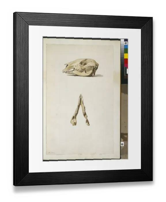 Framed Print : Macropus robustus, Euro wallaroo Framed Print : Macropus robustus, Euro wallaroo