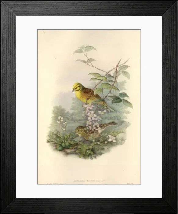Framed Print : Emberiza citrinella, yellowhammer Framed Print : Emberiza citrinella, yellowhammer