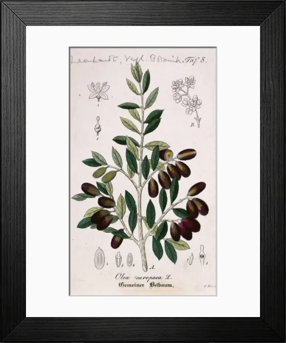 Framed Print : Olea europaea, olive Framed Print : Olea europaea, olive