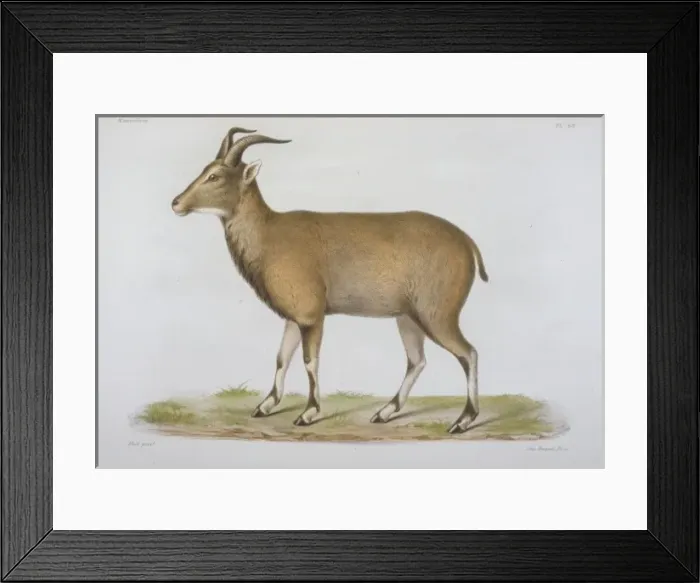 Framed Print : Ovis nahoor Framed Print : Ovis nahoor