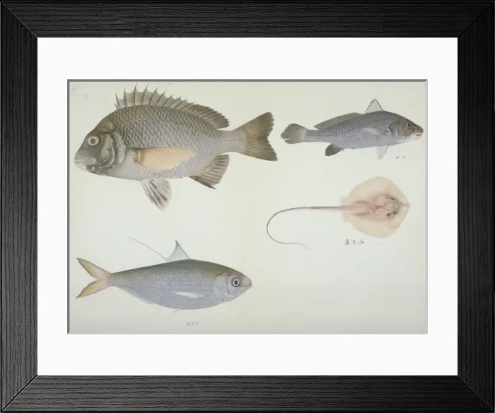 Framed Print : Plate 121 from the John Reeves Collection Framed Print : Plate 121 from the John Reeves Collection