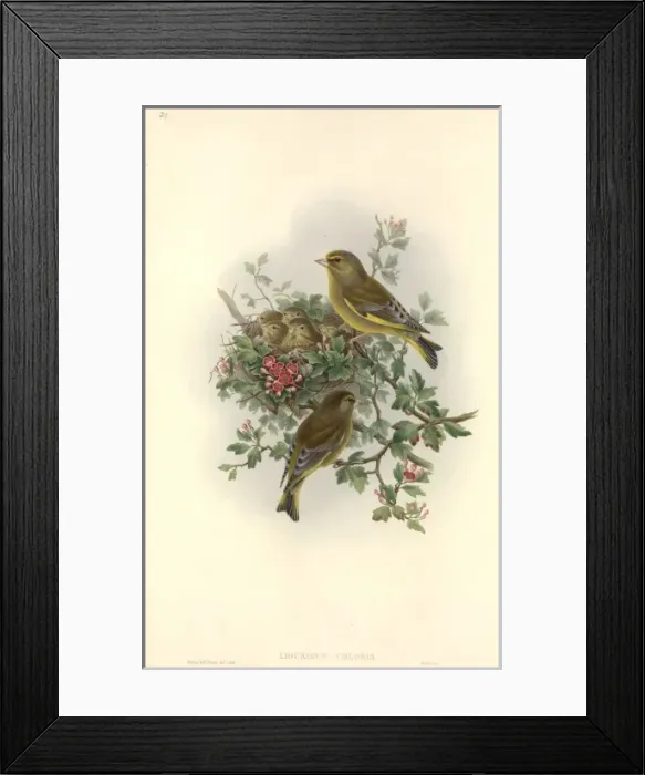 Framed Print : Carduelis chloris, European greenfinch Framed Print : Carduelis chloris, European greenfinch