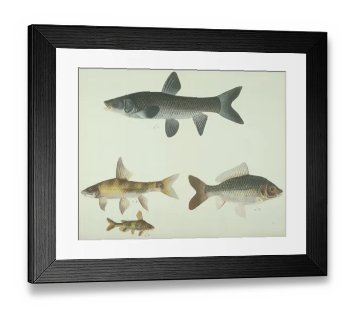Framed Print : LS Plate 165 from the John Reeves Collection Framed Print : LS Plate 165 from the John Reeves Collection