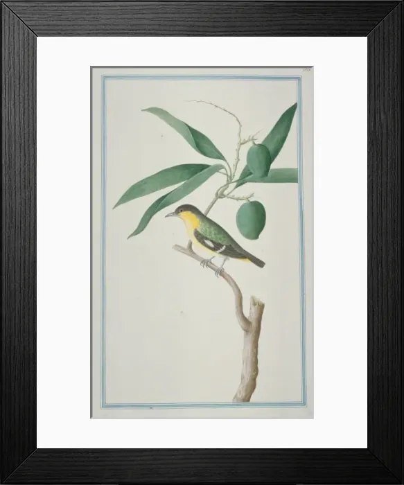 Framed Print : Aegithina tiphia, common iora Framed Print : Aegithina tiphia, common iora