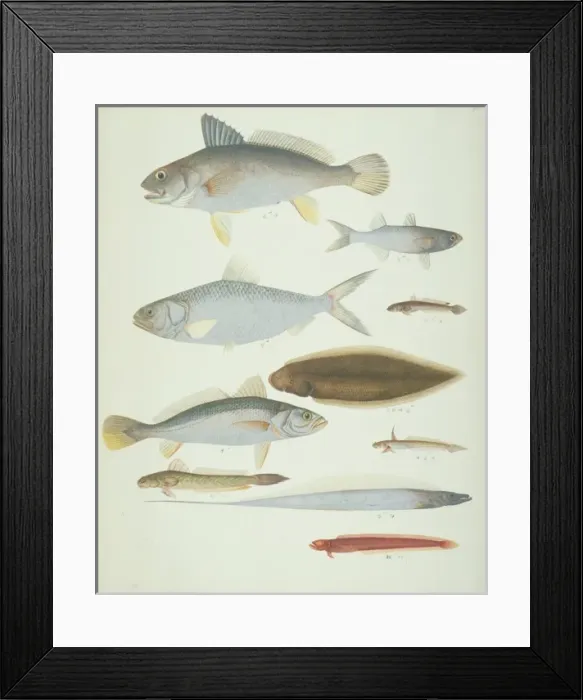 Framed Print : LS Plate 174 from the John Reeves Collection Framed Print : LS Plate 174 from the John Reeves Collection