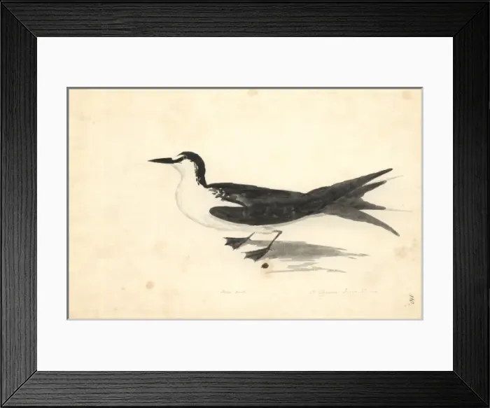 Framed Print : Sterna fuscata, sooty tern Framed Print : Sterna fuscata, sooty tern