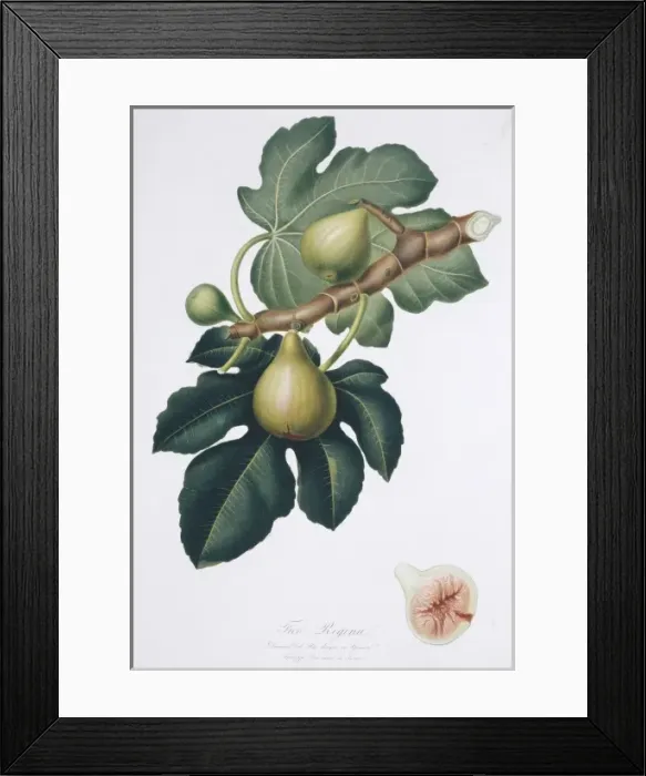 Framed Print : Ficus carica, fig Framed Print : Ficus carica, fig