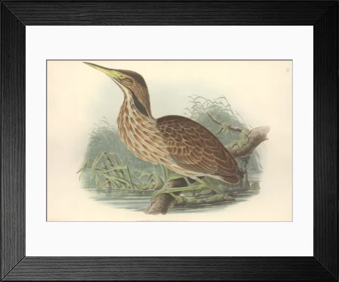 Framed Print : Botaurus lentiginosus, American bittern Framed Print : Botaurus lentiginosus, American bittern