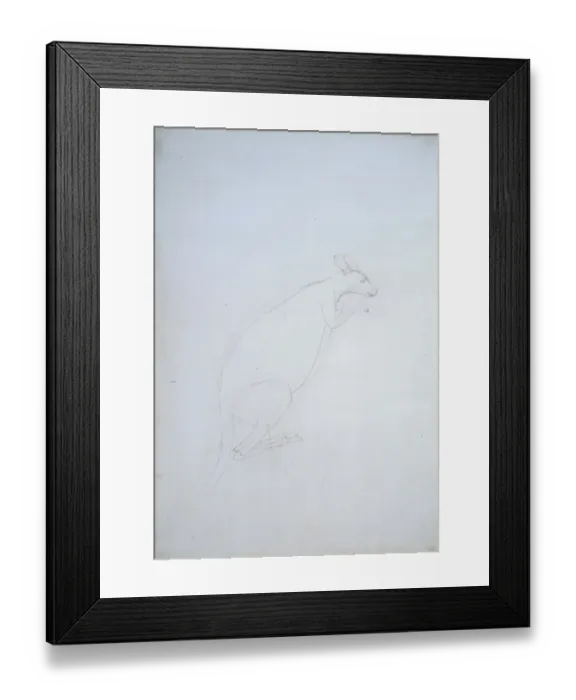 Framed Print : Macropus sp. kangaroo Framed Print : Macropus sp. kangaroo