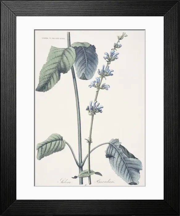 Framed Print : Salvia barrelieri, meadow clary Framed Print : Salvia barrelieri, meadow clary