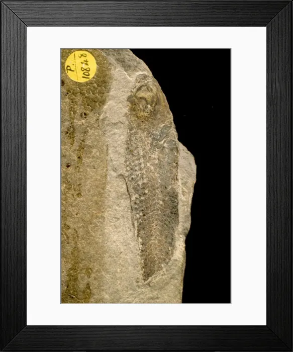 Framed Print : Eomyctophum koraense Framed Print : Eomyctophum koraense