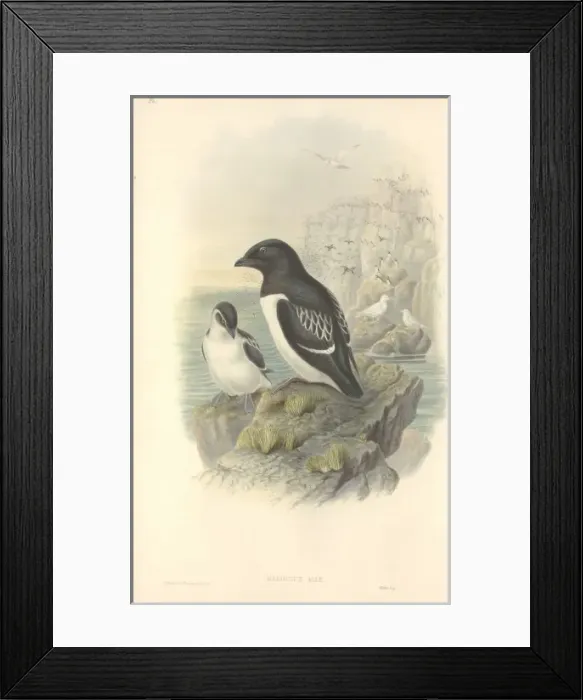 Framed Print : Alle alle, little auk Framed Print : Alle alle, little auk