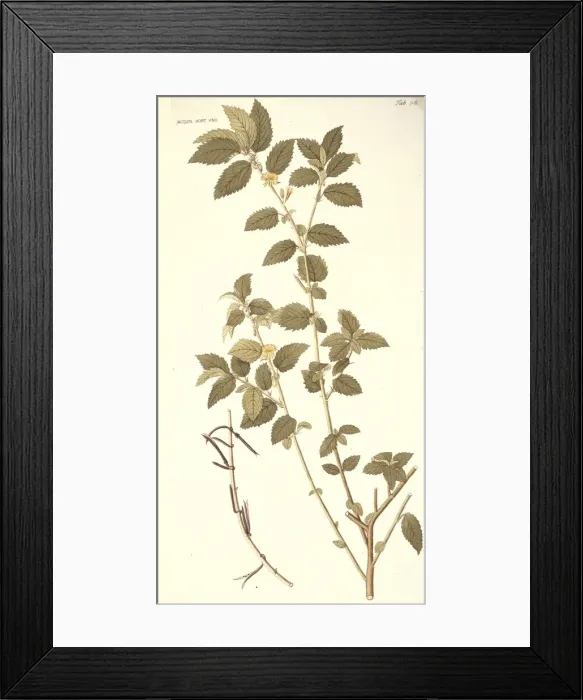 Framed Print : Corchorus hirtus, jute Framed Print : Corchorus hirtus, jute