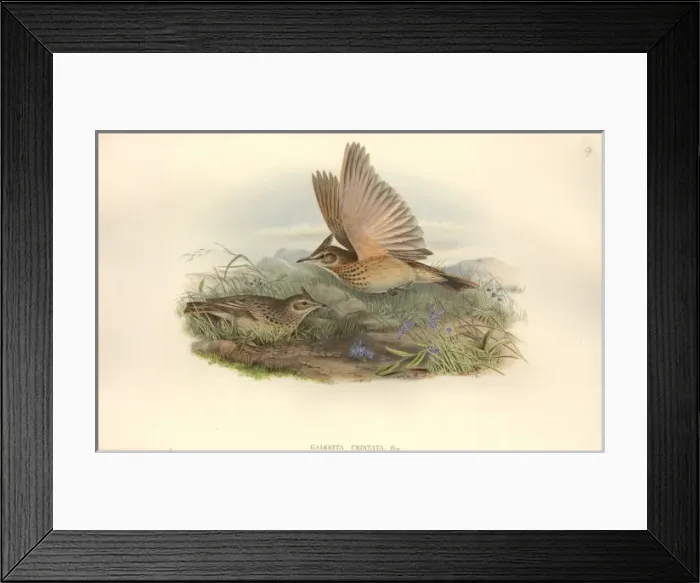 Framed Print : Galerida cristata, crested lark Framed Print : Galerida cristata, crested lark
