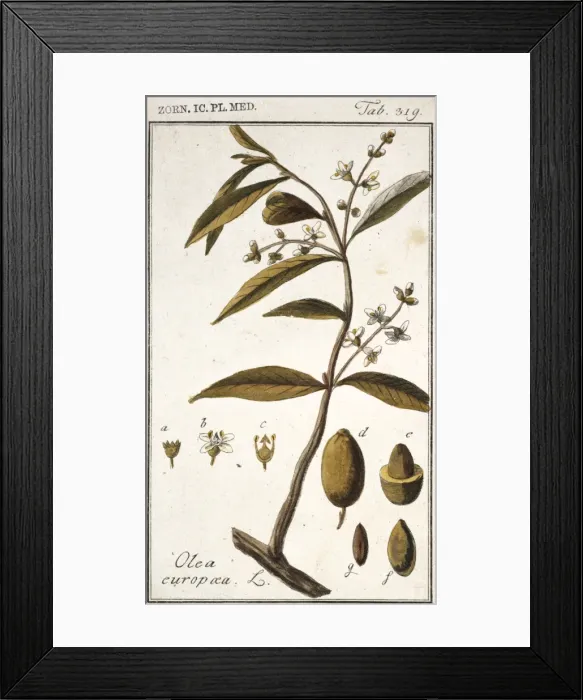 Framed Print : Olea europaea, acebuche Framed Print : Olea europaea, acebuche