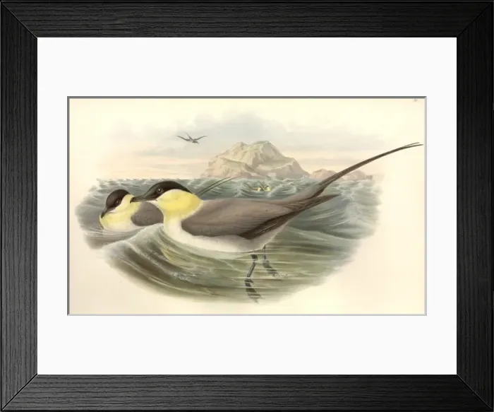 Framed Print : Stercorarius longicaudus, long-tailed jaeger Framed Print : Stercorarius longicaudus, long-tailed jaeger