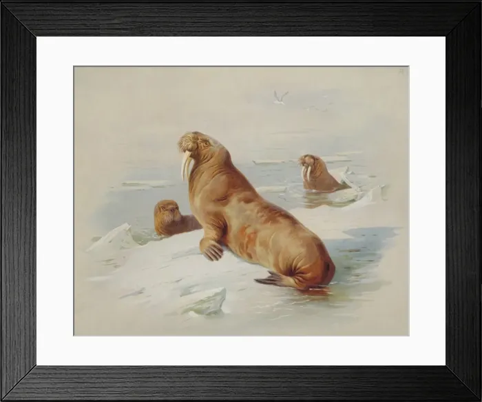 Framed Print : Odobenus rosmarus, walrus Framed Print : Odobenus rosmarus, walrus