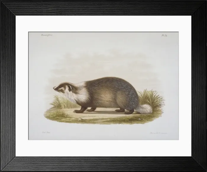 Framed Print : Meles sp. badger Framed Print : Meles sp. badger