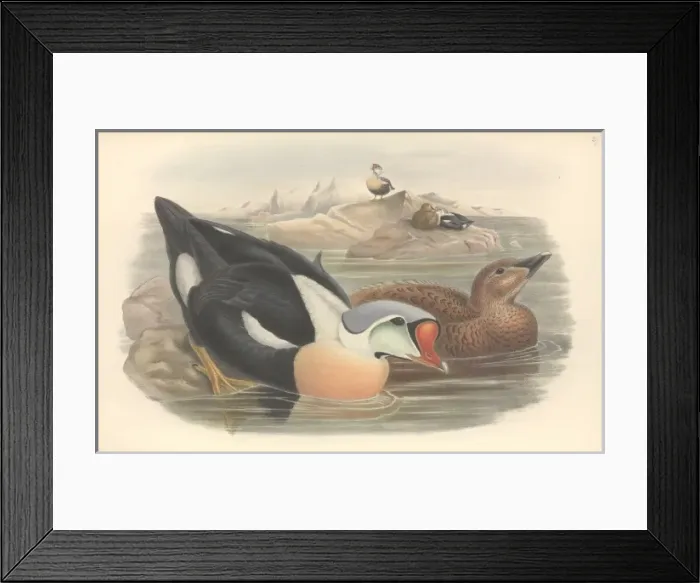 Framed Print : Somateria spectabilis, king eider Framed Print : Somateria spectabilis, king eider