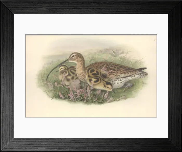 Framed Print : Numenius arquata, Eurasian curlew Framed Print : Numenius arquata, Eurasian curlew