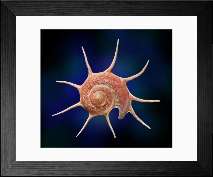 Framed Print : Guildfordia yoka Framed Print : Guildfordia yoka