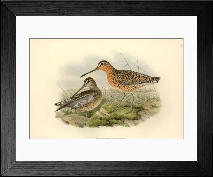Framed Print : Limnodromus griseus, short-billed dowitcher Framed Print : Limnodromus griseus, short-billed dowitcher