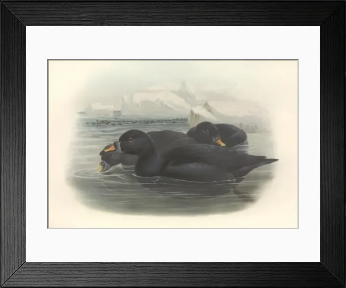 Framed Print : Melanitta nigra, black scoter Framed Print : Melanitta nigra, black scoter