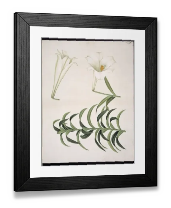 Framed Print : Lilium sp. Lily Framed Print : Lilium sp. Lily