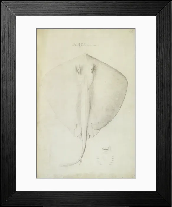 Framed Print : Dasyatis pastinaca, common stingray Framed Print : Dasyatis pastinaca, common stingray
