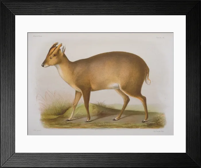 Framed Print : Cervulus lacrymans Framed Print : Cervulus lacrymans