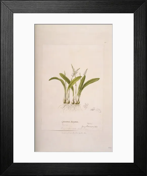 Framed Print : Liparis revoluta