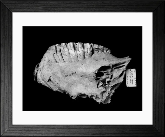 Framed Print : Loxodonta africana, African elephant Framed Print : Loxodonta africana, African elephant