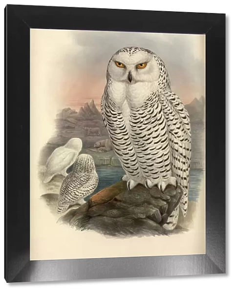 Nyctea scandiaca, snowy owl
