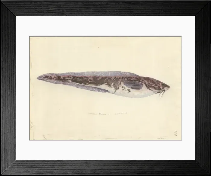 Framed Print : Genypterus blacodes, pink ling Framed Print : Genypterus blacodes, pink ling