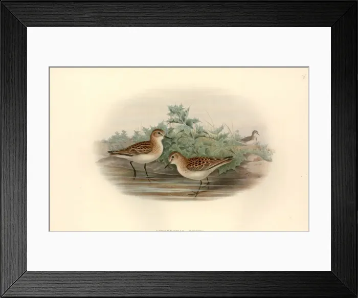 Framed Print : Calidris minuta, little stint Framed Print : Calidris minuta, little stint