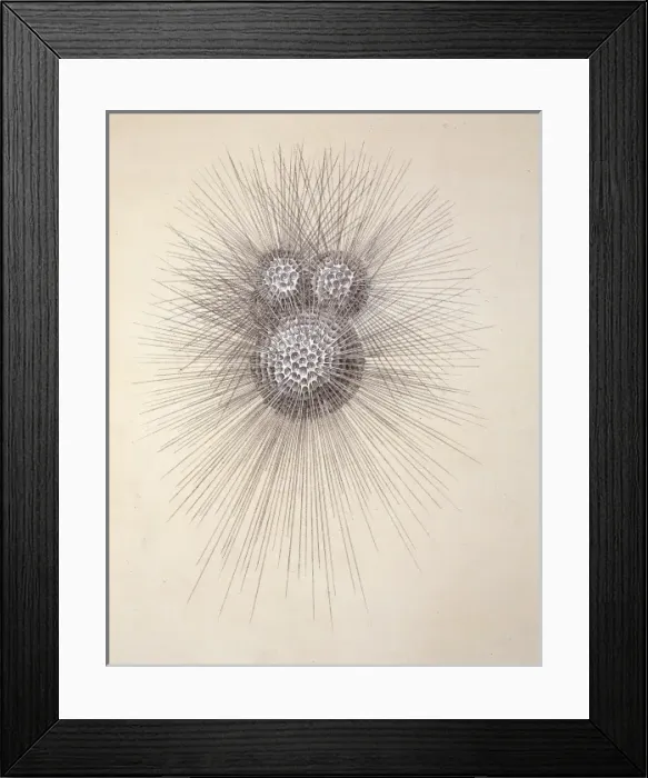 Framed Print : Globigerina Framed Print : Globigerina